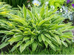 Хоста гибридная 