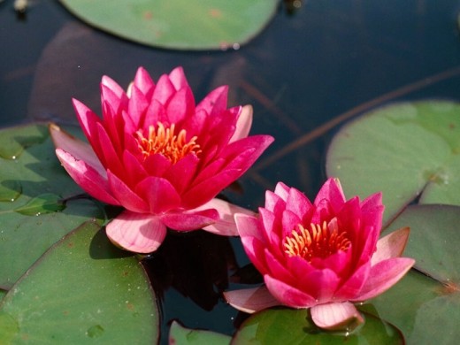 Нимфея Нимфея