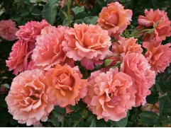 Роза флорибунда Роза флорибунда