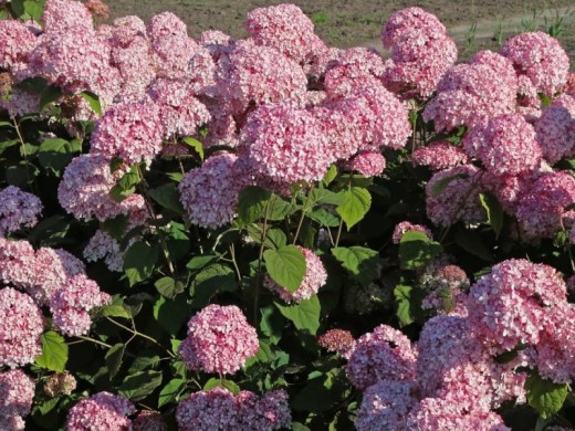 Гортензия древовидная Гортензия древовидная