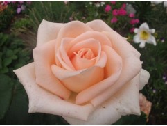 Роза чайно-гибридная 