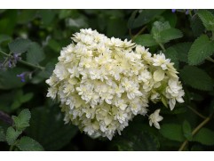 Гортензия древовидная 