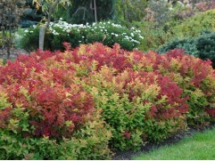 Спирея японская Спирея японская