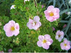 Лапчатка кустарниковая Лапчатка кустарниковая