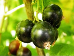 Смородина черная Смородина черная