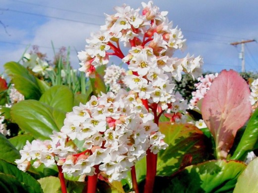 Бадан гибридный Бадан гибридный