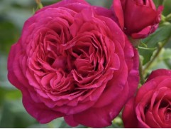 Роза чайно-гибридная 