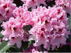 Рододендрон гибридный 