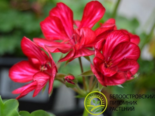 Пеларгония плющелистная Пеларгония плющелистная