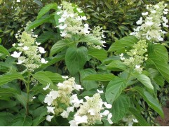 Гортензия метельчатая 