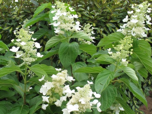 Гортензия метельчатая 