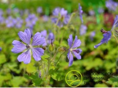 Герань гибридная 