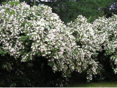 Чубушник Лемуана 