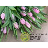 Тюльпан сорт 