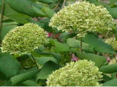 Гортензия древовидная Гортензия древовидная