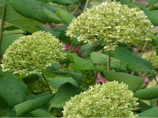 Гортензия древовидная Гортензия древовидная