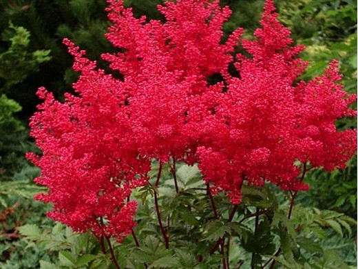 Астильба японская Астильба японская