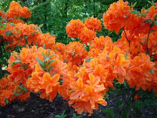 Рододендрон листопадный (азалия) Рододендрон листопадный (азалия)