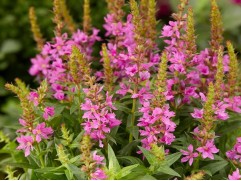 Дербенник иволистный 