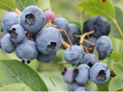 Голубика высокорослая 