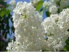 Сирень обыкновенная 