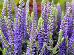 Вероника колосистая 