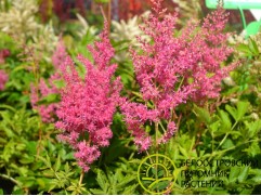 Астильба Арендса 