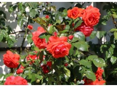 Роза плетистая 