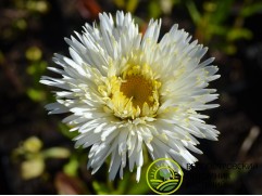 Нивяник великолепный 