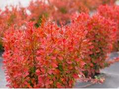 Барбарис Тунберга Барбарис Тунберга