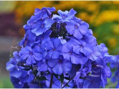 Флокс метельчатый 