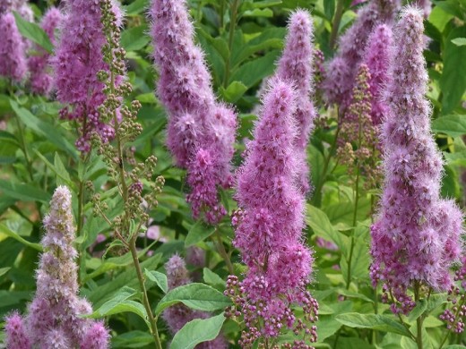 Спирея Билларда (Контейнер 2,0л.) Спирея Билларда (Контейнер 2,0л.)