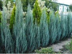 Можжевельник скальный 