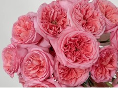 Роза флорибунда 