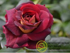 Роза чайно-гибридная 