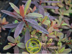 Молочай многоцветковый (Контейнер 2,0л.) Молочай многоцветковый (Контейнер 2,0л.)