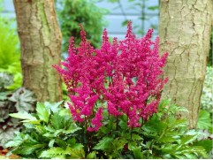 Астильба японская 