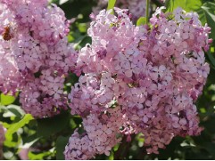 Сирень обыкновенная 