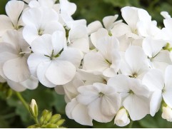 Пеларгония Пеларгония