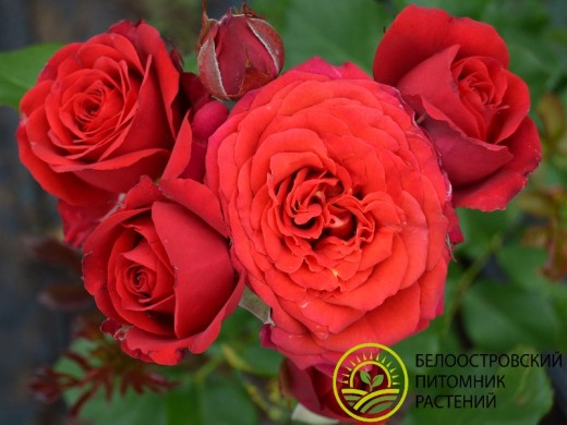 Роза спрей Роза спрей