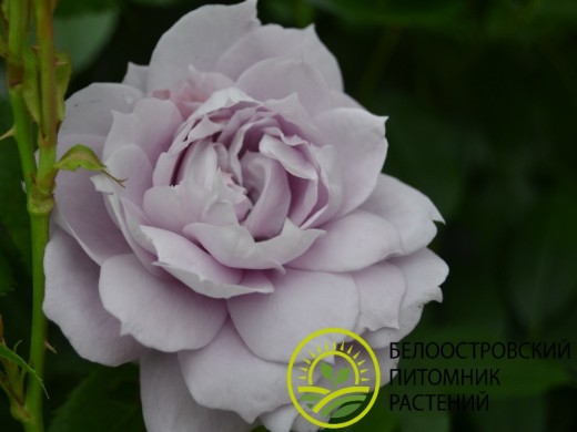 Роза чайно-гибридная Роза чайно-гибридная