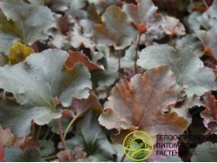 Гейхера гибридная 