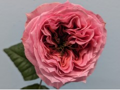 Роза чайно-гибридная 