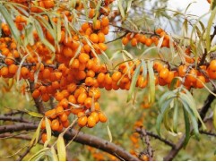 Облепиха 