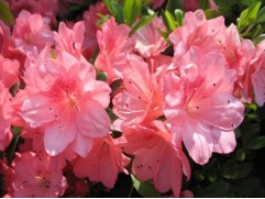 Рододендрон тупой 