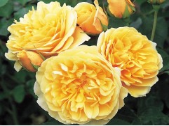 Роза английская 