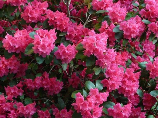 Рододендрон гибридный Рододендрон гибридный