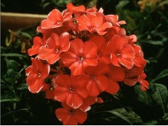 Флокс метельчатый 