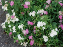 Спирея японская 