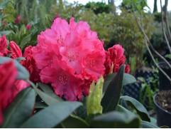 Рододендрон якушиманский 